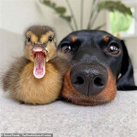 14 Adorable Snaps Capture Unlikely Animal Friendships That