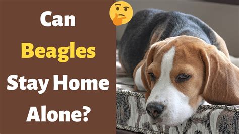 How Long Do Beagles Stay Puppies