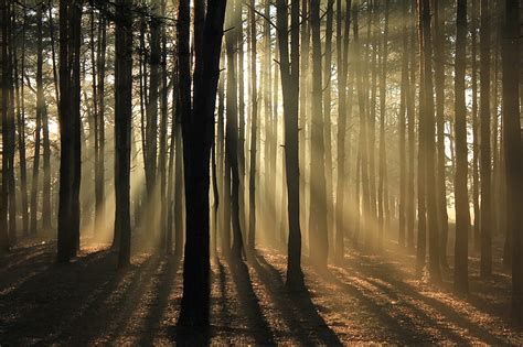 Silhouette Of Trees Surrounded With Fogs Hd Wallpaper Peakpx