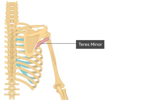 Teres Minor Muscle Attachments Actions And Innervation Getbodysmart