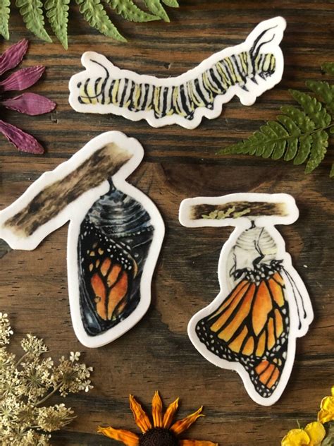 Monarch Butterfly Life Cycle Stages Vinyl Sticker Bundle Etsy