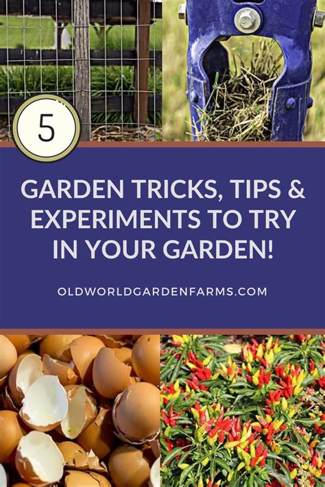 5 Garden Tricks Tips And Experiments To Try In Your Garden This Year