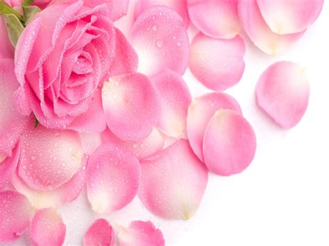 10 Best Pink Rose Flower Desktop Wallpaper You Can Get It For Free