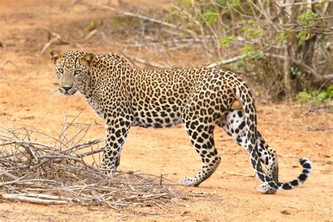 ⭐ Get Up Close With The Wild Leopards Of Sri Lanka ⭐