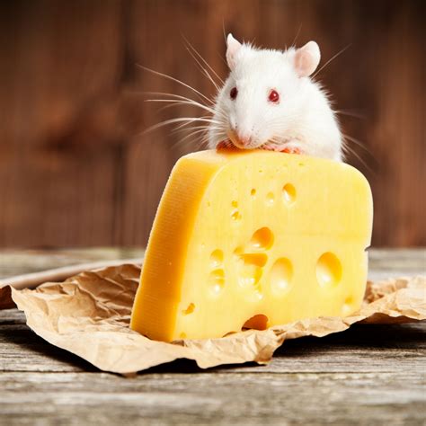3)does a cat like to swim? can rats eat cheese