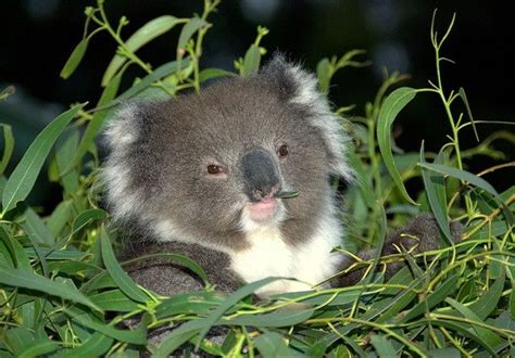 Fat Baby Koala Koala Pinterest Baby Koala Koalas And Babys