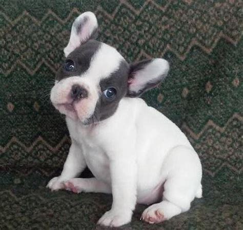 Alibaba.com offers 1,199 french bulldog blue products. AKC French Bulldog Puppy~ BLUE PIED w/ Aqua Eyes ~ Female ...