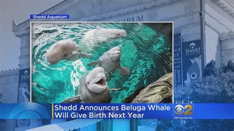 Shedd Aquarium Announces Baby Beluga On The Way Youtube