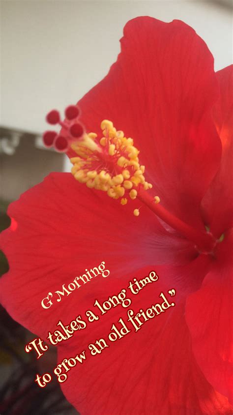 Pin by Kalpana Parmar on Morning Messages by Kalps | Morning messages ...