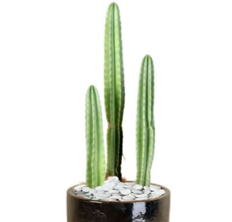 Here's what it means and how to take care of it. Plant info Column Cactus - Indoor Plant Hire - Tropical ...
