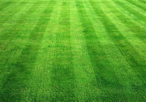 Insight Into Common Lawn Problems Best Pick Reports