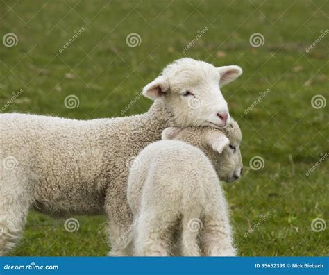 Two Adorable Young Lambs Standing In Grass Field Stock Image Image Of