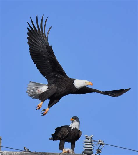 Klamath Bald Eagles Bald Eagles In Lower Klamath Wildlife  Flickr