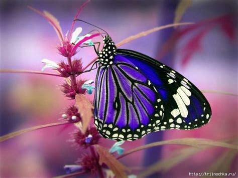 Красивые картинки с бабочками 35 фото Прикольные картинки и юмор