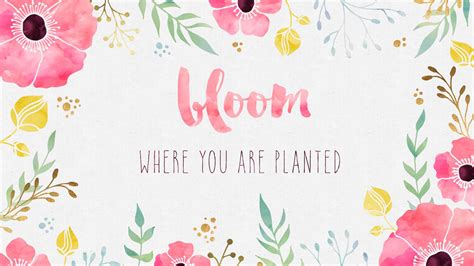 Free Desktop Wallpaper Bloom Where You Are Planted