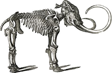 See more ideas about dinosaur bones, dinosaur, rocks and minerals. Free Dinosaur Bones Clip Art! - The Graphics Fairy