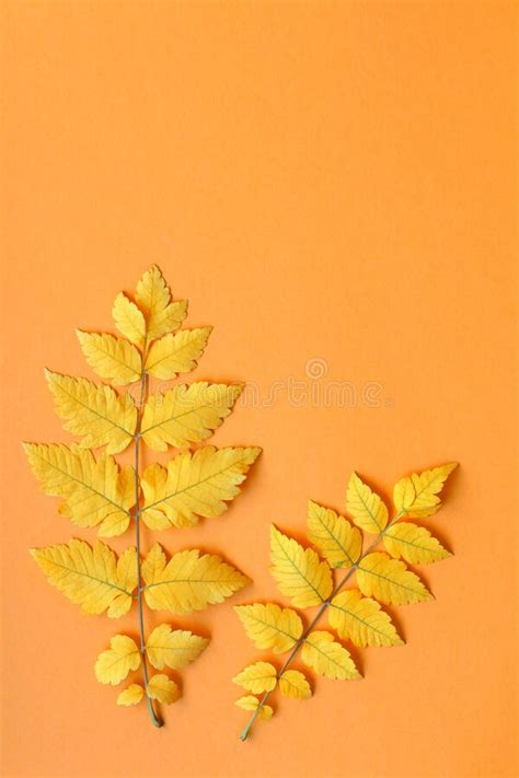 Yellow Sprigs Autumn Leaves Orange Paper Background Stock Image Image