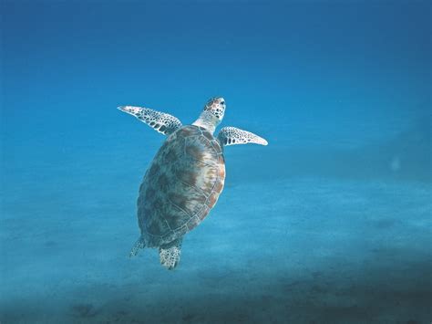 Turtle Animal Marine Free Photo On Pixabay Pixabay