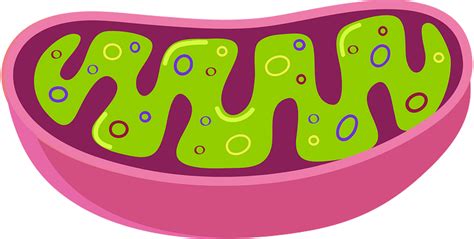 Mitochondria Clipart Free Download Transparent Png Creazilla