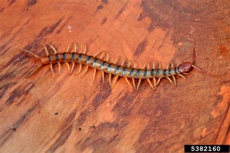 Common Desert Centipede Scolopendra Polymorpha