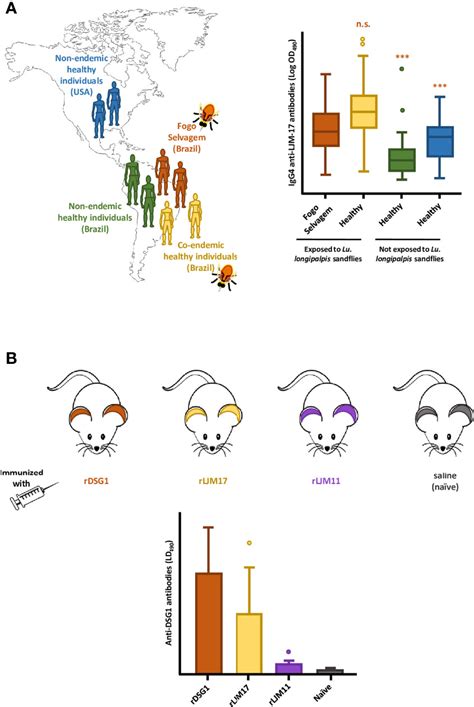 Frontiers Some Good And Some Bad Sand Fly Salivary Proteins In The Control Of Leishmaniasis