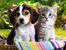 Image result for kitten and puppy
