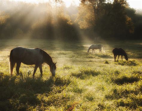 Three Horse Sunrise Photograph By Ron Mcginnis