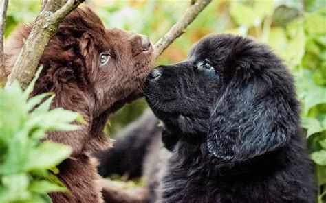 Download Wallpapers Newfoundland Dogs Puppies Pets Funny Animals