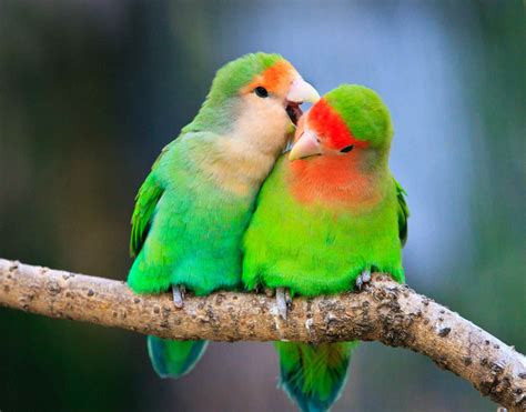 8 Top Green Parrots To Keep As Pets