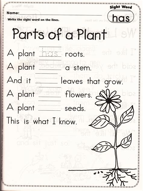 Partes Da Planta Em Inglês