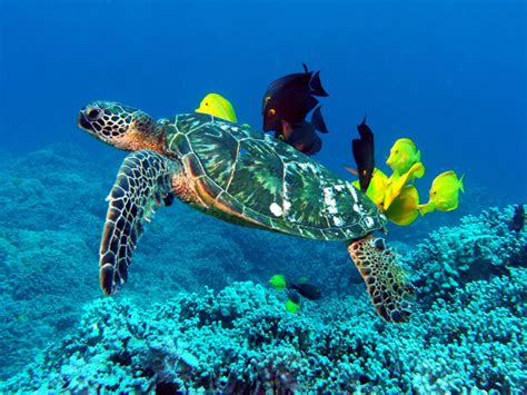 From classic to current, the official #teenagemutantninjaturtles account 🐢🐢🐢🐢 #tmnt nick.com/tmnt. Sea Turtle Information - Sea Turtle Facts and Information