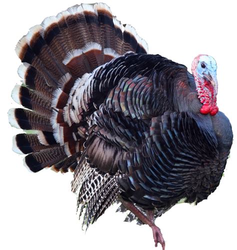 Turkey Png Png All Png All