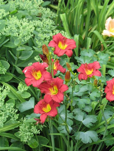 9 summer flowering perennials for zone 7. Favorite Summer-Blooming Perennials | HGTV