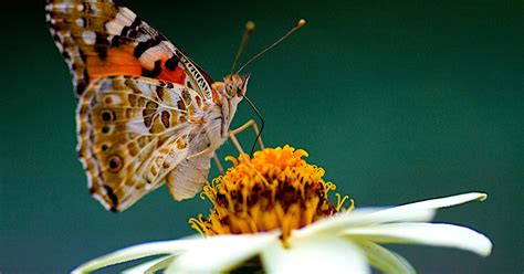 Southern California Skies Fill With Butterflies Thanks To Painted Lady