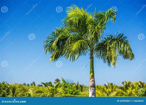 Palm Tree And Tropical Nature Stock Image Image Of Botany Beach