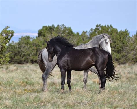 The Good Life Meanderings Of A Happy Girl Wild Horses Of The