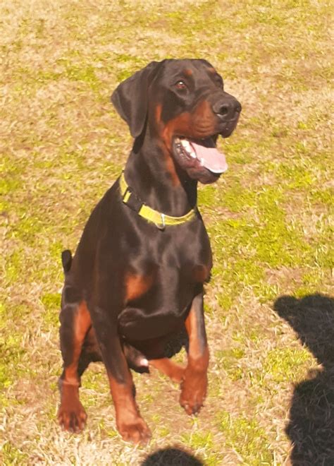 Doberman Puppies For Sale Houston at Maria Fitch blog