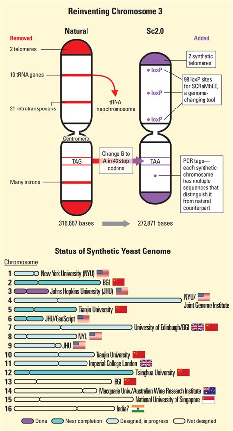 Building The Ultimate Yeast Genome Science