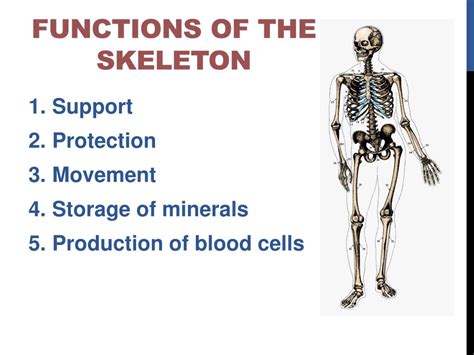 5 Functions Of The Skeleton