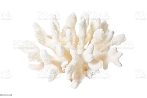 Coral Stock Photo Download Image Now Coral Cnidarian Cut Out