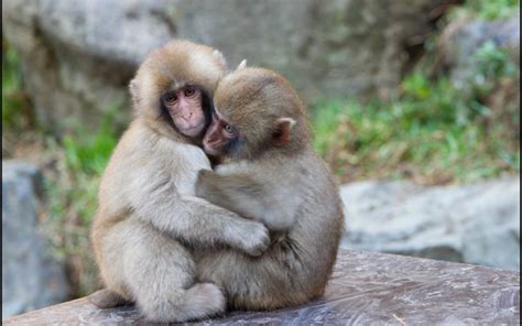 Hugging The Two Little Monkeys Together Stock Photo Free Download