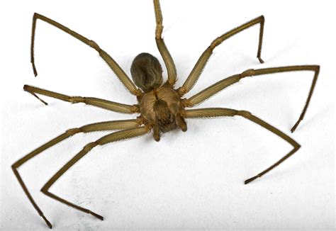Brown Recluse Spider Poison Center Tampa