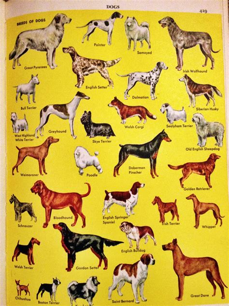 Breeds Of Dogs From The Golden Book Encyclopedia 1960 Dog Print