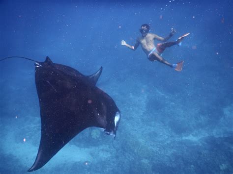 Day 8 Swimming With Manta Rays A Peek Into My Passport 2