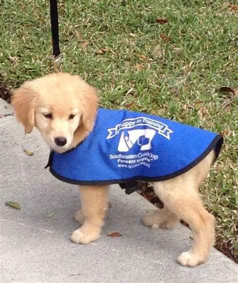 21 Best Super Cute Guide Dogs Images On Pinterest