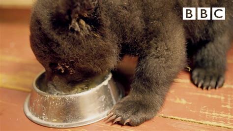 Adorable Grizzly Bear Cub Learns To Feed From A Bowl Grizzly Bear