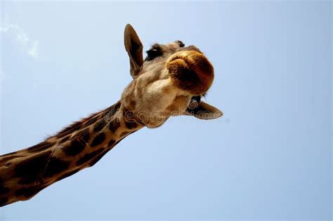 Grimace Dune Girafe Valence Espagne Image Stock Image Du Gingembre