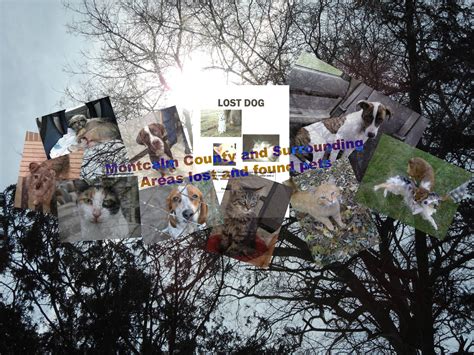 Lost and found pets in montcalm county and surrounding areas