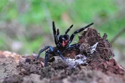 Australian Funnel Web Spider Facts Sydney Funnel Web Spider Facts