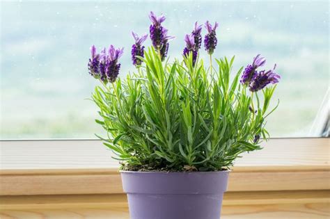 37 Small Indoor Plants To Bring Beauty Into Your Home Smart Garden Guide